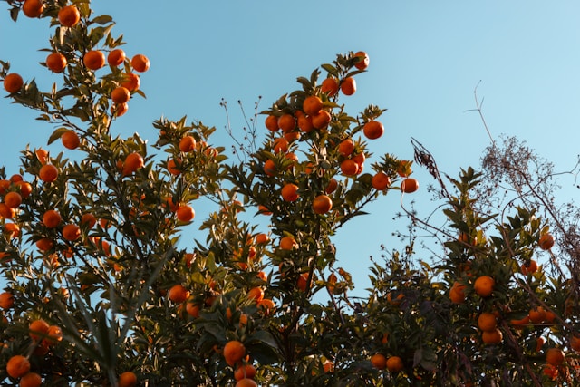 Warum Zitrusfrüchte für die Wirtschaft von Nuevo León entscheidend sind