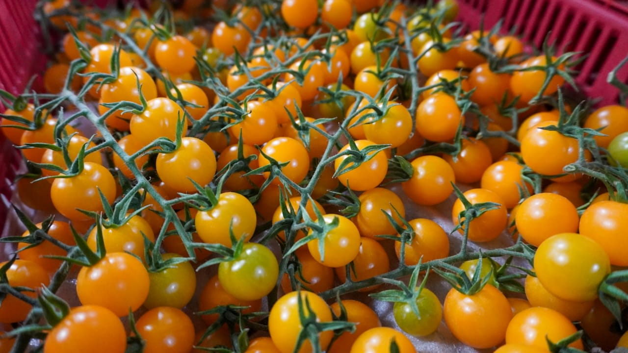 Potosiner Landwirtschaft bricht Produktions- und Beschäftigungsrekorde: Die einflussreichsten