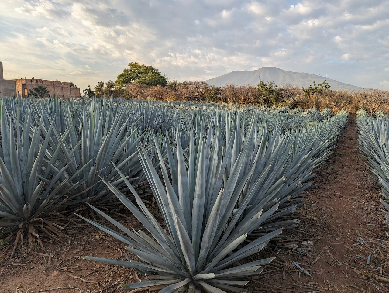 Teilproduktion von Tequila im Jahr 2025: CNIT-Bericht