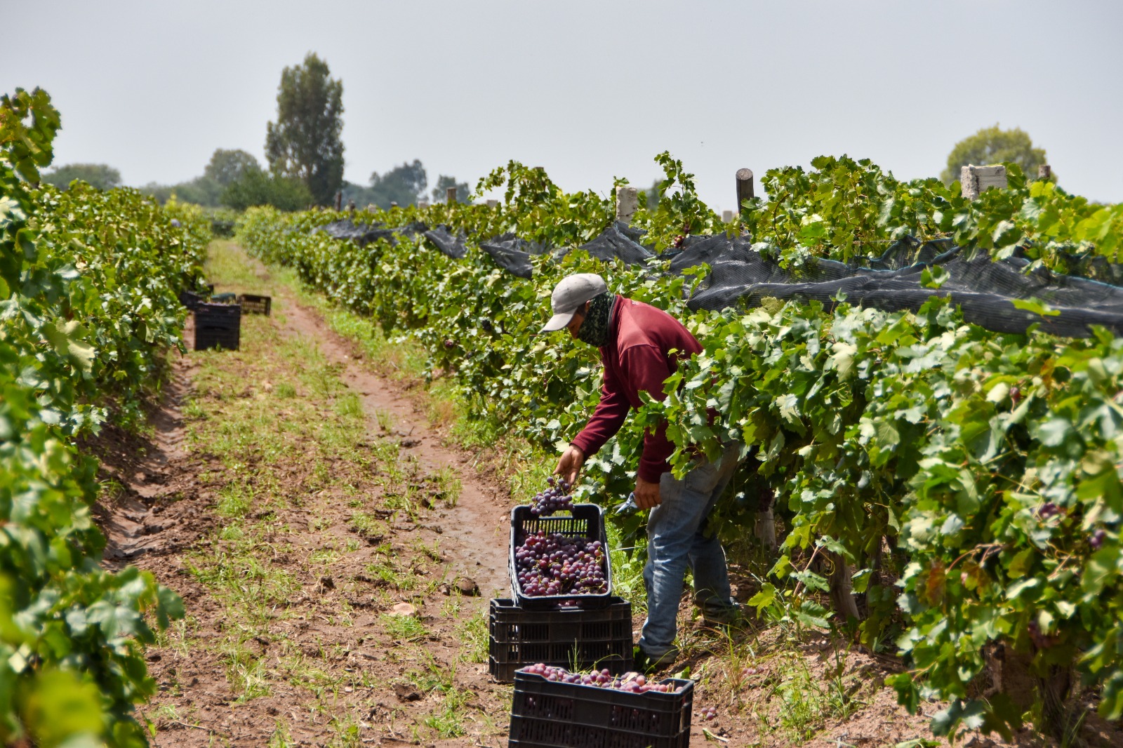 Aguascalientes: Fünftgrößter Weinproduzent Mexikos laut Winzerverband