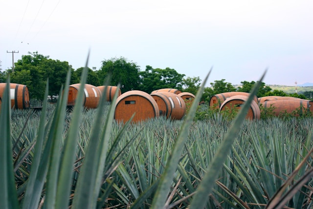 Mexikos Tequila-Exporte im ersten Halbjahr 2026: Ein Überblick