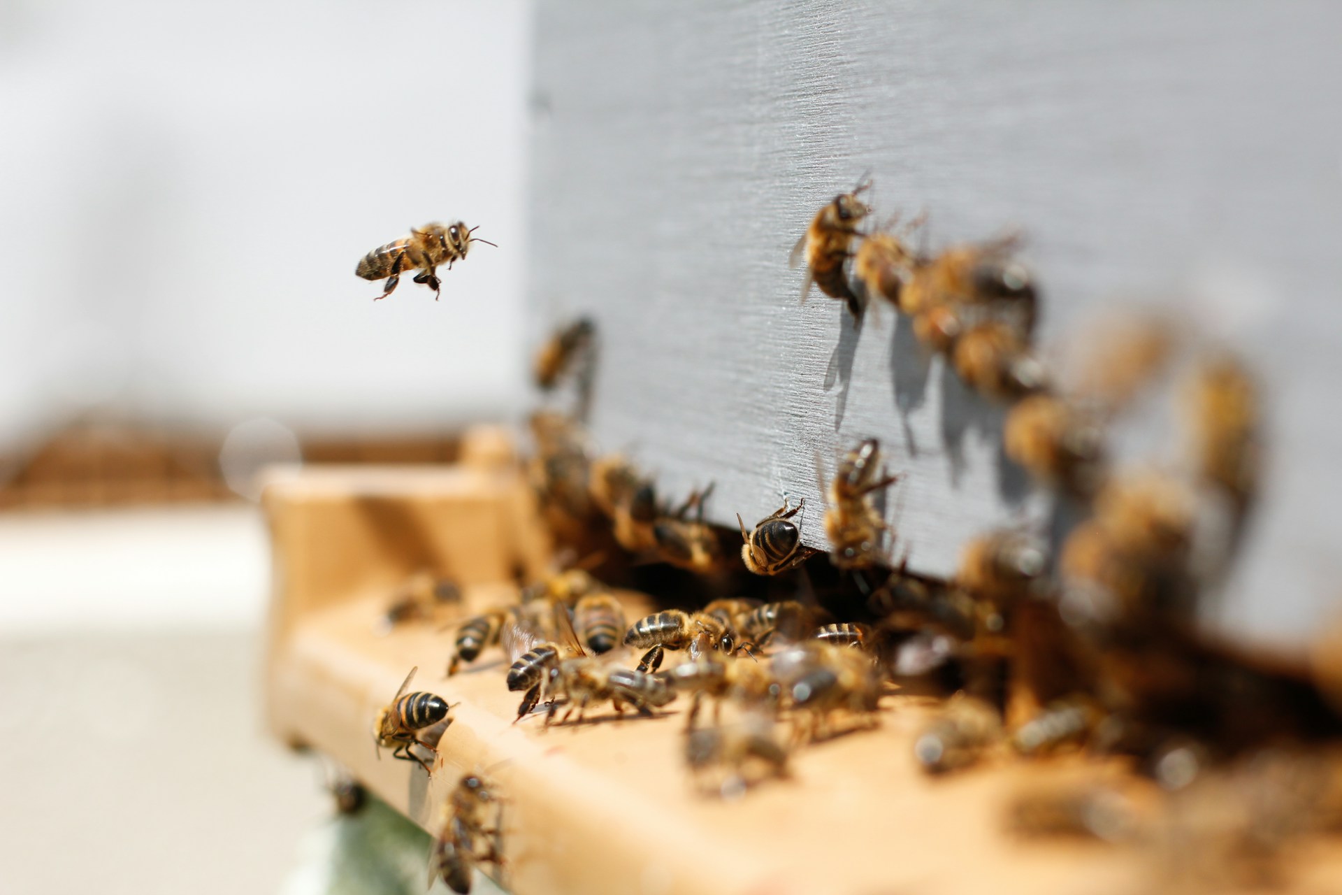 Bienenwirtschaft in Querétaro expandiert: 48 Bienenvölker und 832 Bienenstöcke hinzugefügt