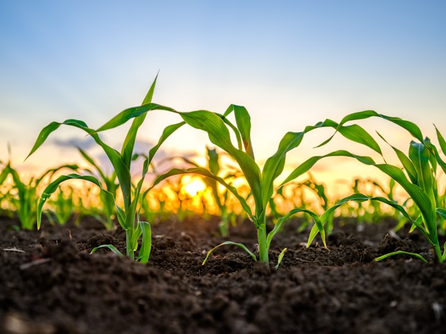 Jalisco Agroempresarial 2026: Termine, Anforderungen und Schlüssel zur Teilnahme