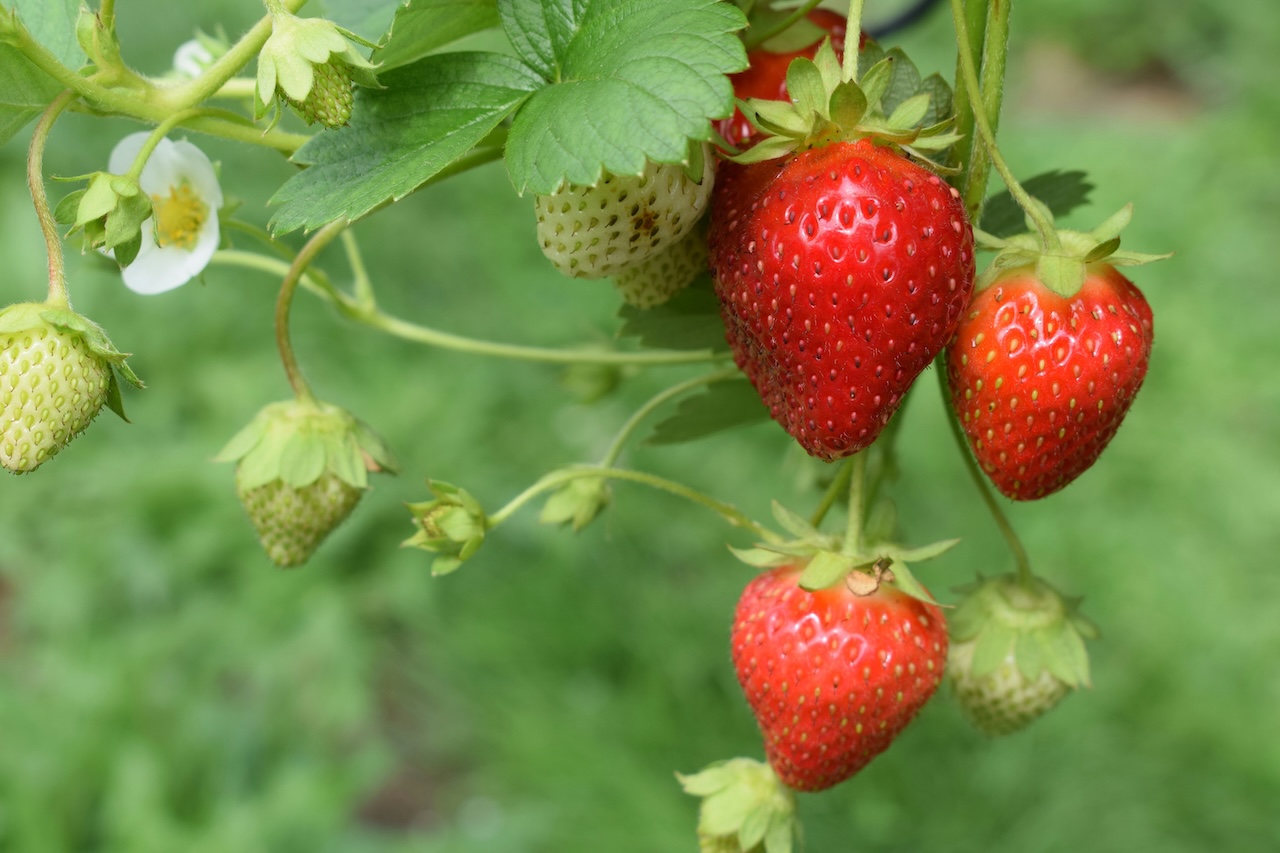 Mexikanische Erdbeeren drohen US-Antidumping-Maßnahmen: Auswirkungen für Produzenten