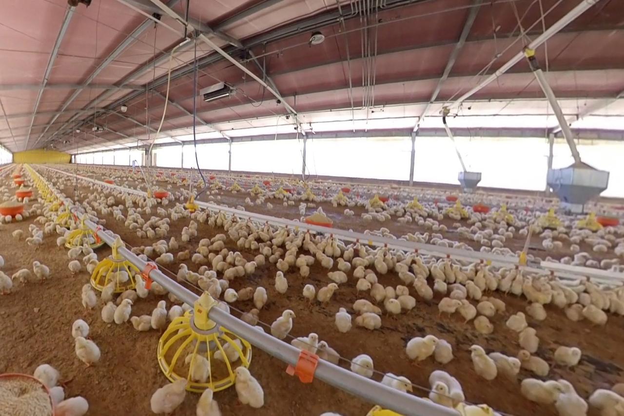 Aguascalientes: Zweitgrößter Geflügelproduzent Mexikos